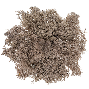 Mech brązowy, 30G